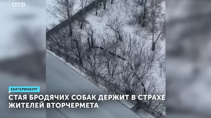 Стая бродячих собак держит в страхе жителей Вторчермета