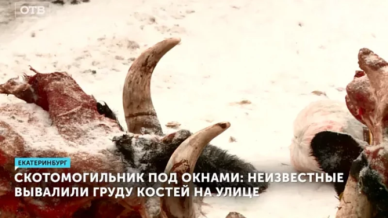 Скотомогильник под окнами: неизвестные вывалили груду костей на улице