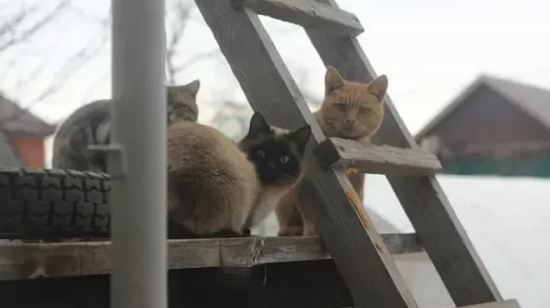 Ежегодные расходы россиян на домашних животных достигли 39 тысяч рублей