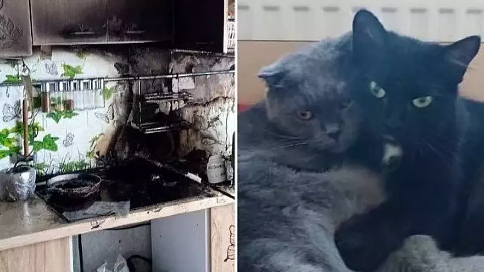 В Уфе банда котов устроила пожар в многоэтажке