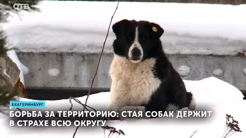 Борьба за территорию: стая собак держит в страхе всю округу