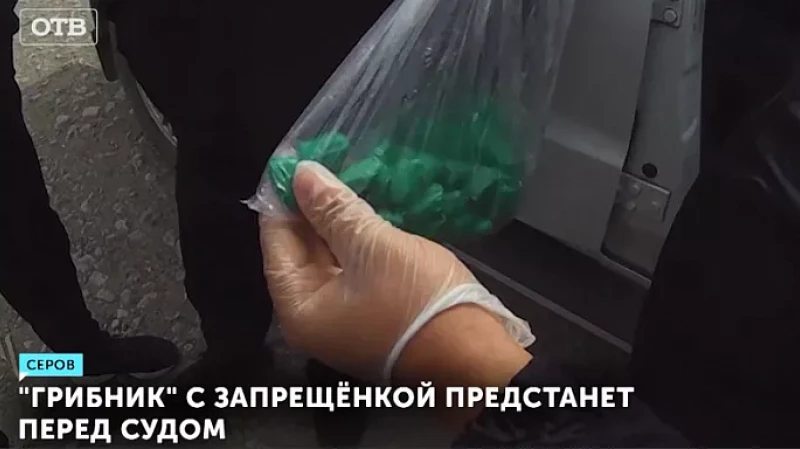 «Грибник» с запрещёнкой предстанет перед судом