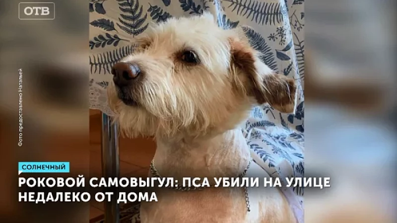 Роковой самовыгул: пса убили на улице недалеко от дома