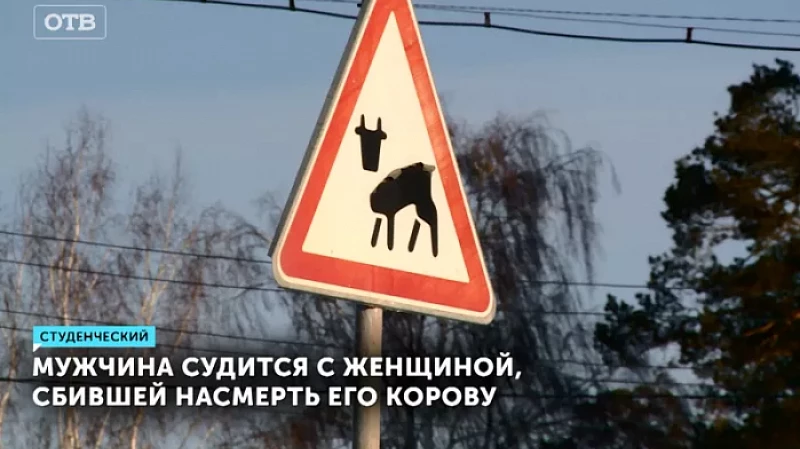 Мужчина судится с женщиной, сбившей насмерть его корову