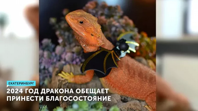 2024 год дракона обещает принести благосостояние