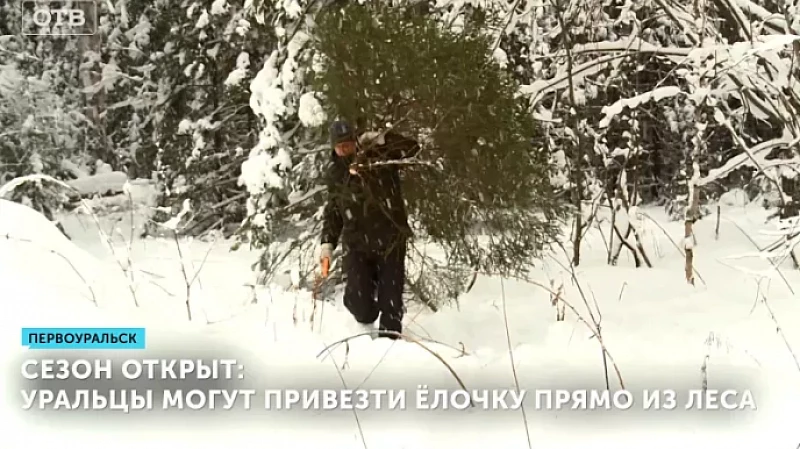 Сезон открыт: уральцы могут привезти ёлочку прямо из леса