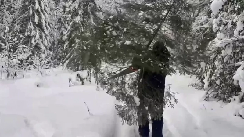 Что делать, если на Новый год хочется живую ель?