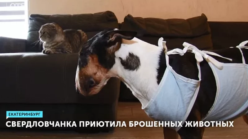 Свердловчанка приютила брошенных животных