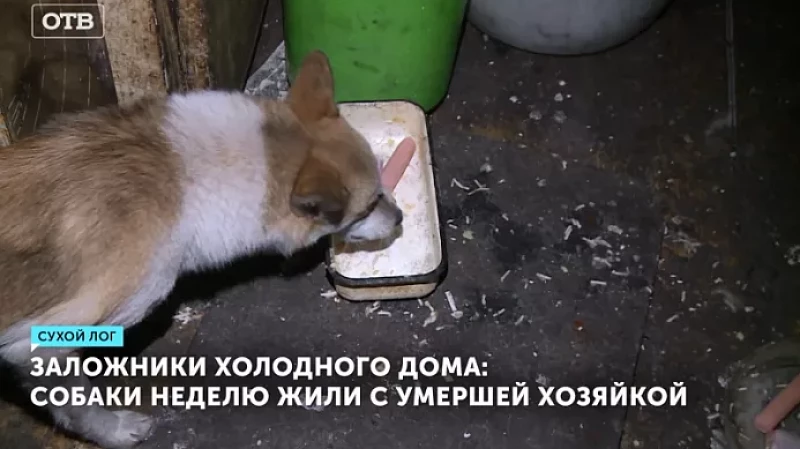 Заложники холодного дома: собаки неделю жили с умершей хозяйкой