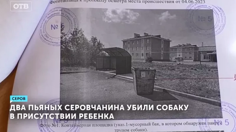 Два пьяных серовчанина убили собаку в присутствии ребёнка