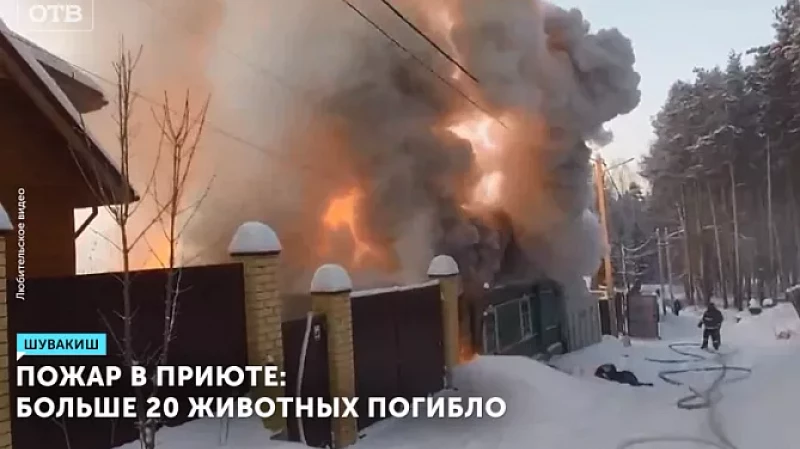 Пожар в приюте: больше 20 животных погибло