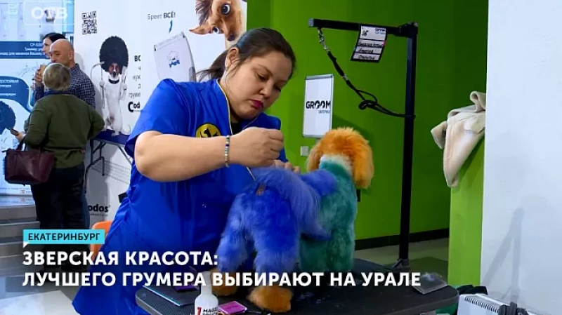 Зверская красота: лучшего грумера выбирают на Урале