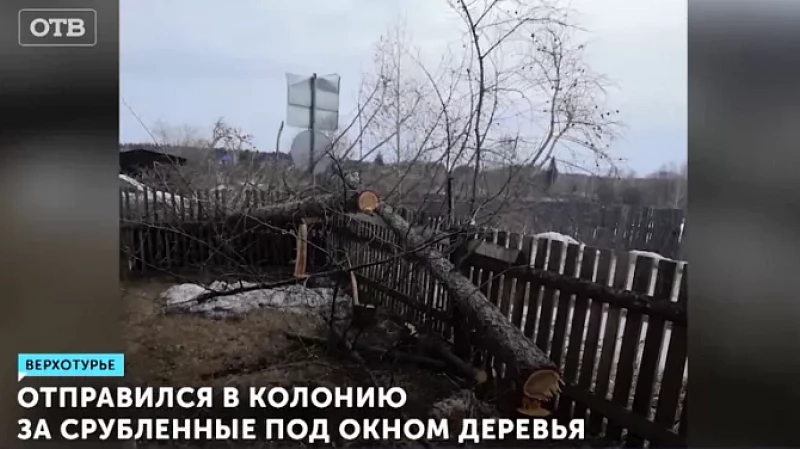 Отправился в колонию за срубленные под окном деревья