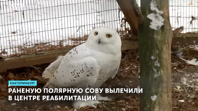 Раненую полярную сову вылечили в центре реабилитации