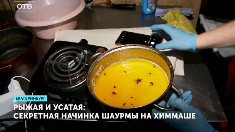 Рыжая и усатая: секретная начинка шаурмы на Химмаше