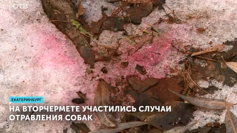 На Вторчермете участились случаи отравления собак