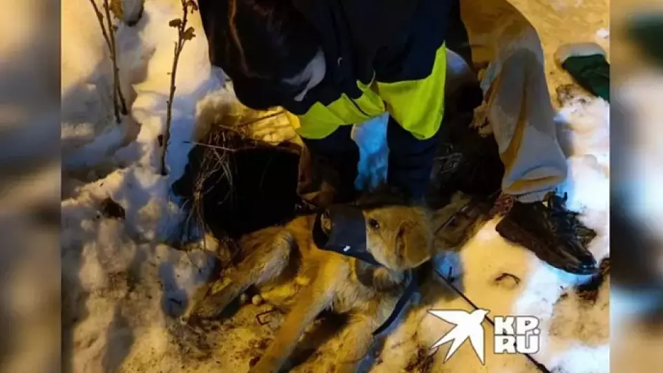 На Урале женщина спасла пса, замурованного в трубе