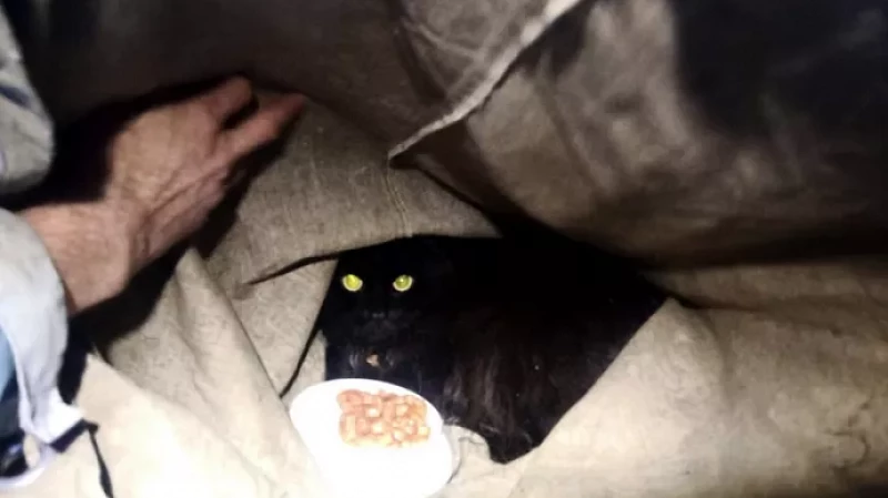 Зооспасатель достал с дерева кота, который просидел там четверо суток