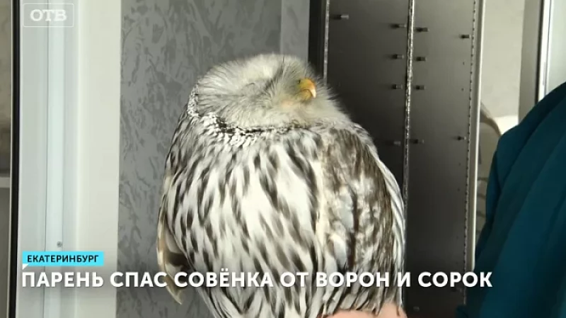 Парень спас совёнка от ворон и сорок