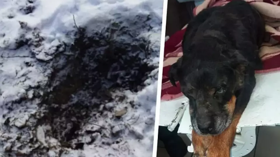 Заживо похороненного пса спасли жители Серова