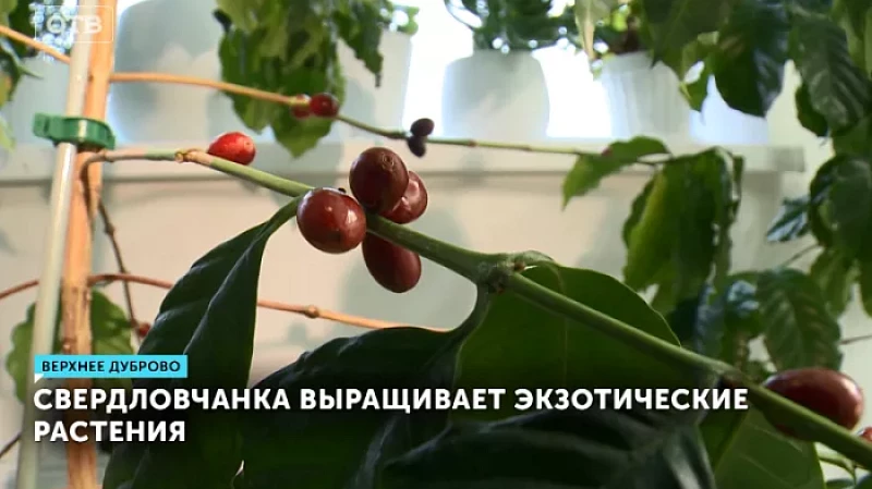 Свердловчанка выращивает экзотические растения