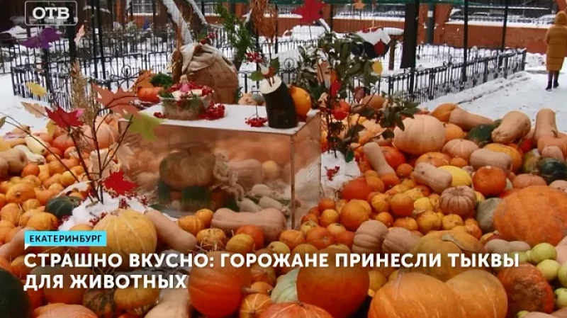 Страшно вкусно: горожане принесли тыквы для животных