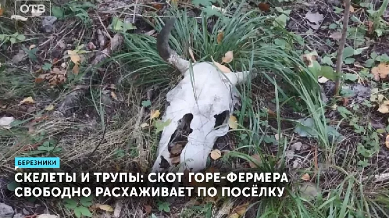 Скелеты и трупы: скот горе-фермера свободно расхаживает по посёлку