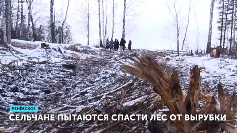 Сельчане пытаются спасти лес от вырубки