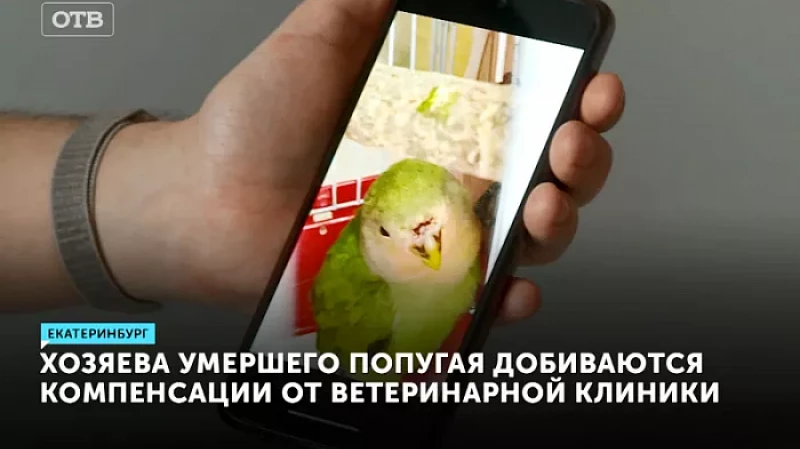 Хозяева умершего попугая добиваются компенсации от ветеринарной клиники