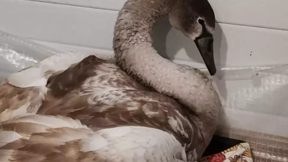 Уральцы выхаживают лебедёнка по кличке Пузырик