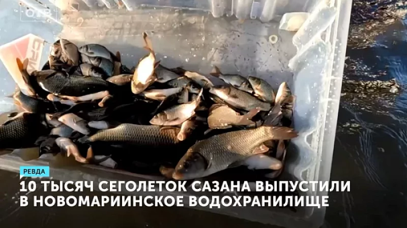 10 тысяч сеголеток сазана выпустили в Новомариинское водохранилище