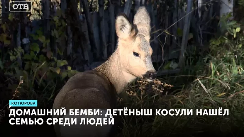 Домашний Бемби: детёныш косули нашёл семью среди людей