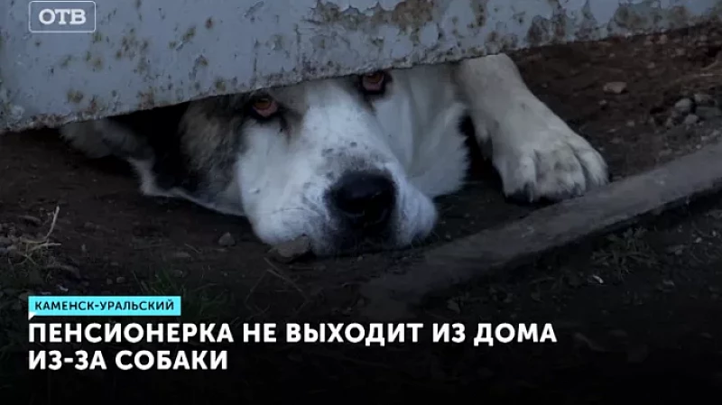 Пенсионерка не выходит из дома из-за собаки