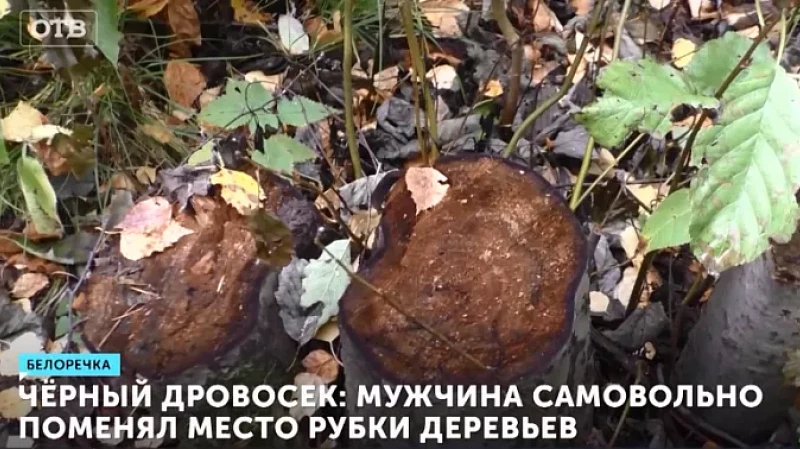 Чёрный дровосек: мужчина самовольно поменял место рубки деревьев