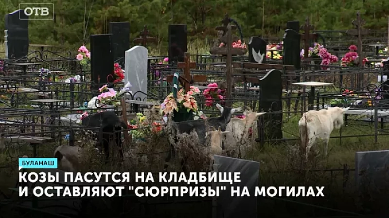 Козы пасутся на кладбище и оставляют «сюрпризы» на могилах