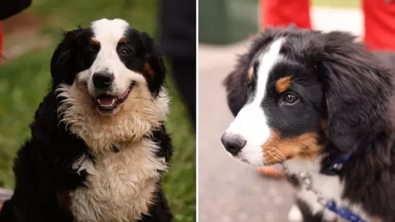 Пёс Барон вернётся в новом сериале про Букиных