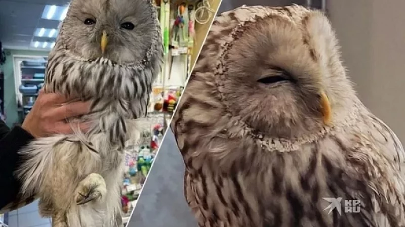 Осенний «совопад» на Урале: две совы залетели в дома в Берёзовском и в Верхней Пышме