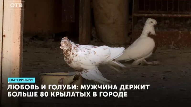 Любовь и голуби: мужчина держит больше 80 крылатых в городе