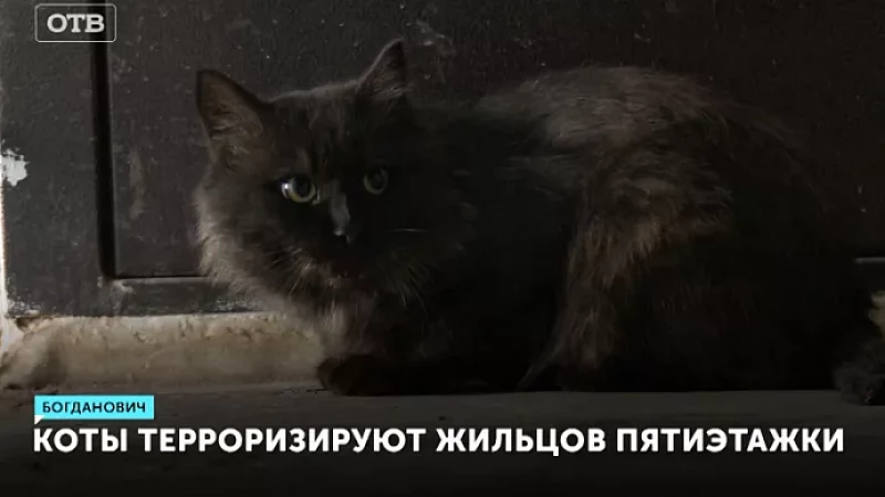 Коты терроризируют жильцов пятиэтажки