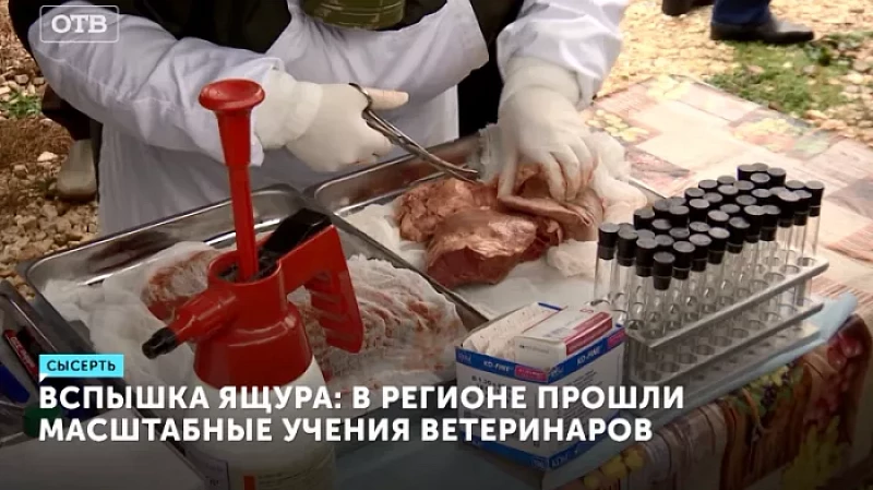 Вспышка ящура: в регионе прошли масштабные учения ветеринаров