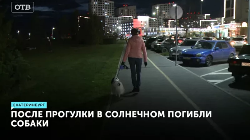 В Солнечном после прогулки погибли собаки