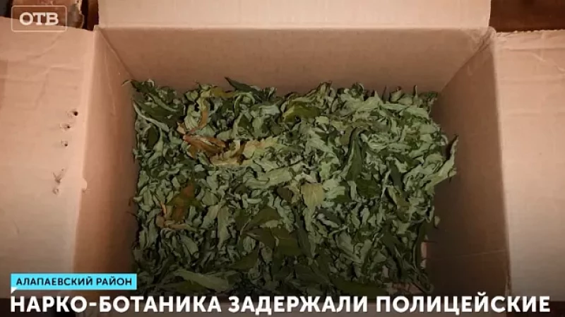Нарко-ботаника задержали полицейские