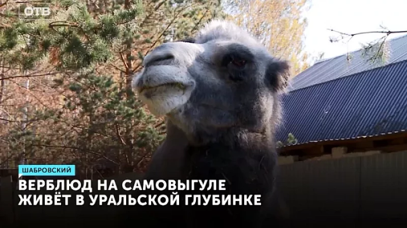 Верблюд на самовыгуле живёт в уральской глубинке