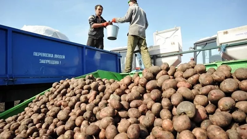 В Свердловской области соберут больше 250 тонн картофеля