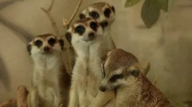 Бабушки и дедушки смогут бесплатно посетить Екатеринбургский зоопарк