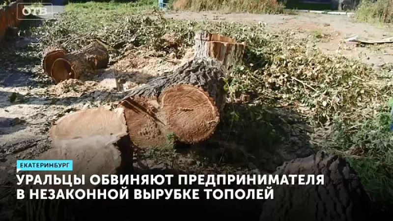 Уральцы обвиняют предпринимателя в незаконной вырубке тополей