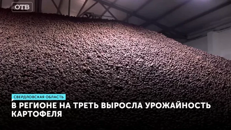 В регионе на треть выросла урожайность картофеля