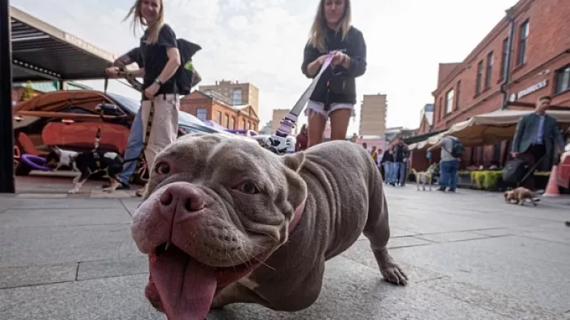 У собак нет навыков для манипуляции людьми – эксперт