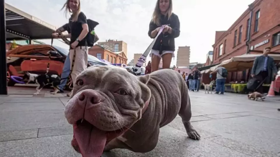 У собак нет навыков для манипуляции людьми – эксперт