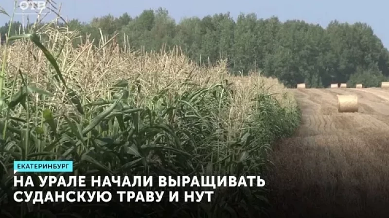 На Урале начали выращивать суданскую траву и нут